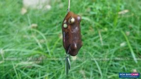 Mồi Frog Toon V4 10g