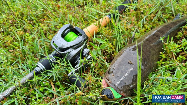 May Cau Shimano Metanium real 4