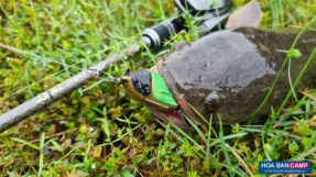 Moi Lure Frog Toon Canh Cam V5 8