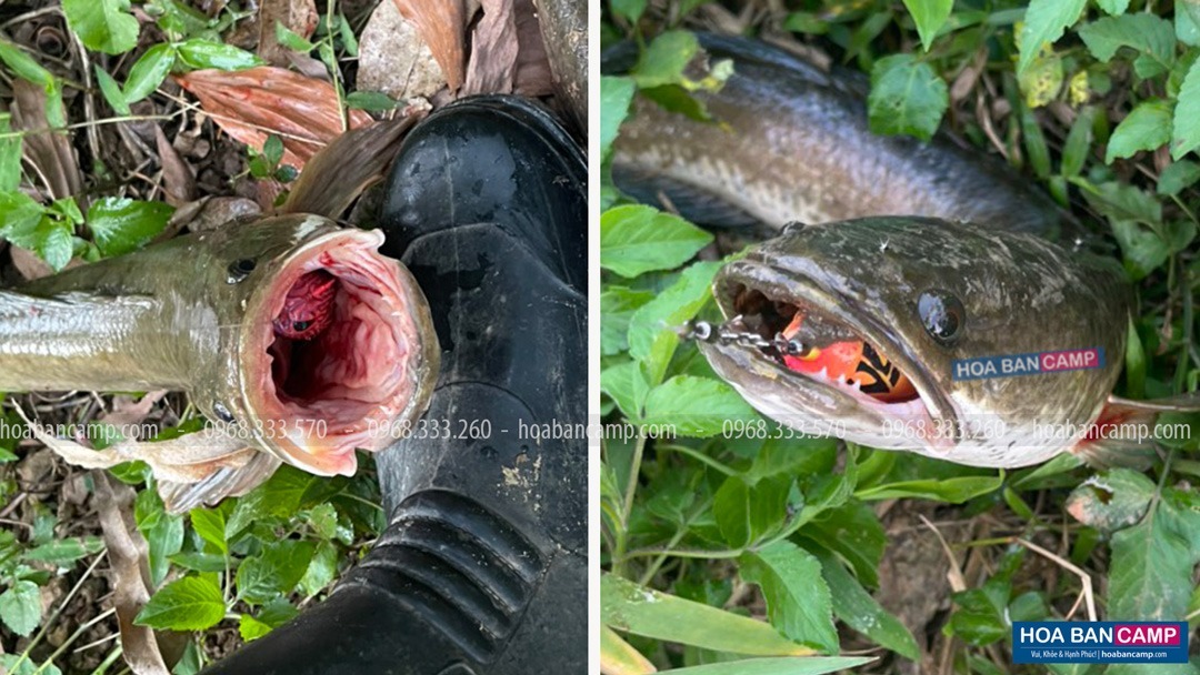Nhái Hơi Hunter V6 Thailand | 4cm - 7g