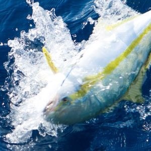 Varivas Avani Jigging 10×10 Max PowerPE X8